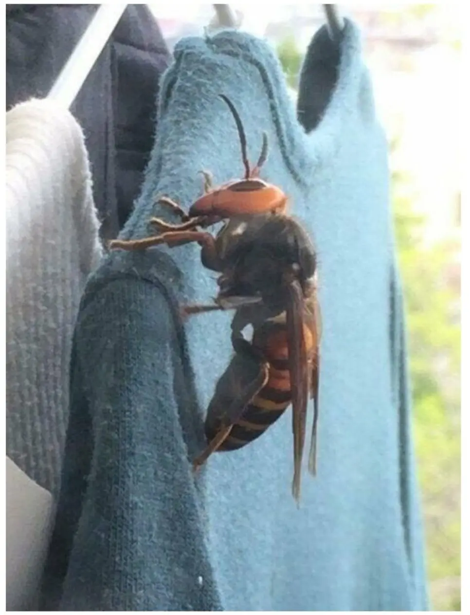 서울 촌놈들은 본적 없는 장수 말벌 실제 크기.JPG | mbong.kr 엠봉