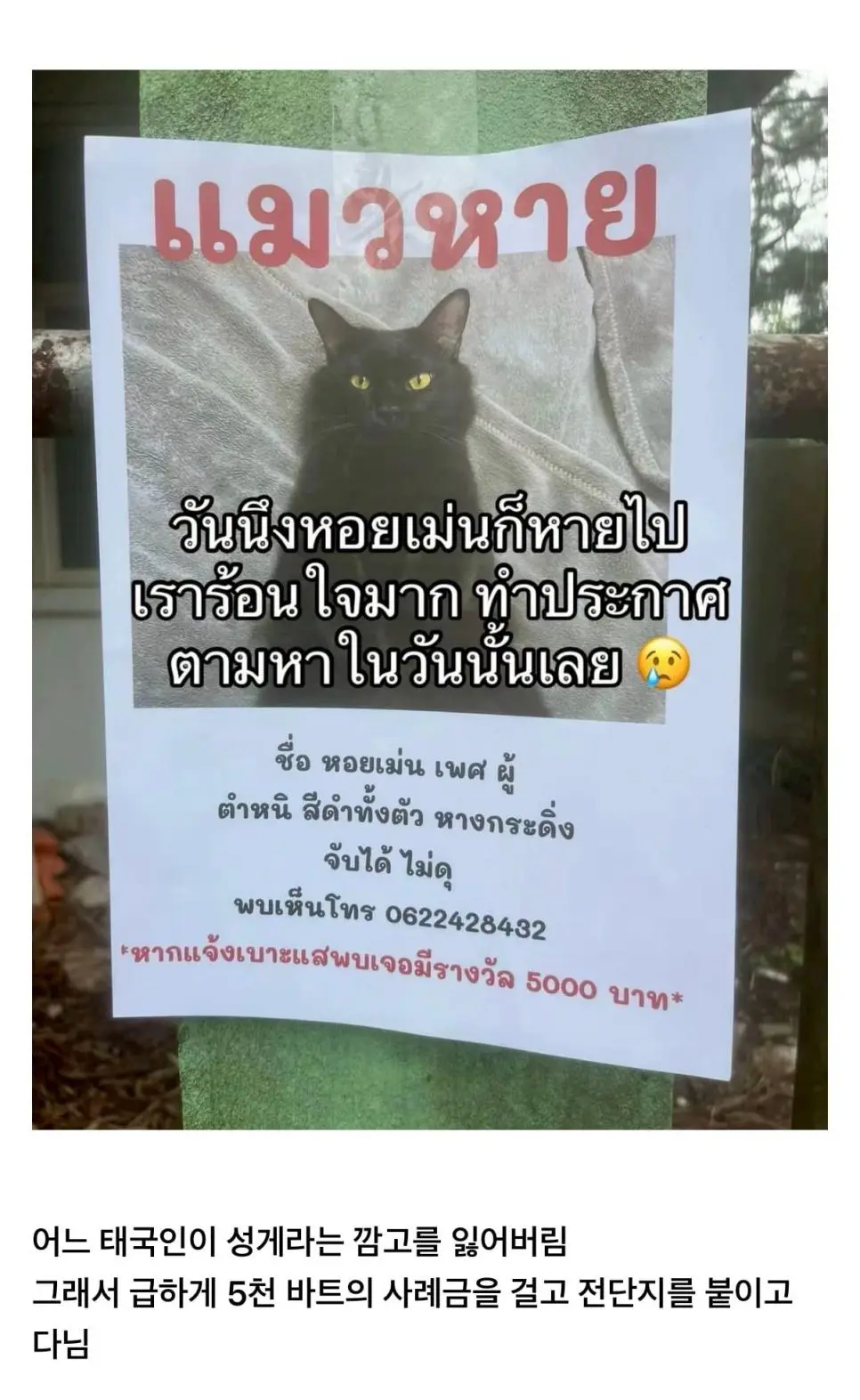 고양이를 잃어버렸는데 찾긴 찾았음 | mbong.kr 엠봉