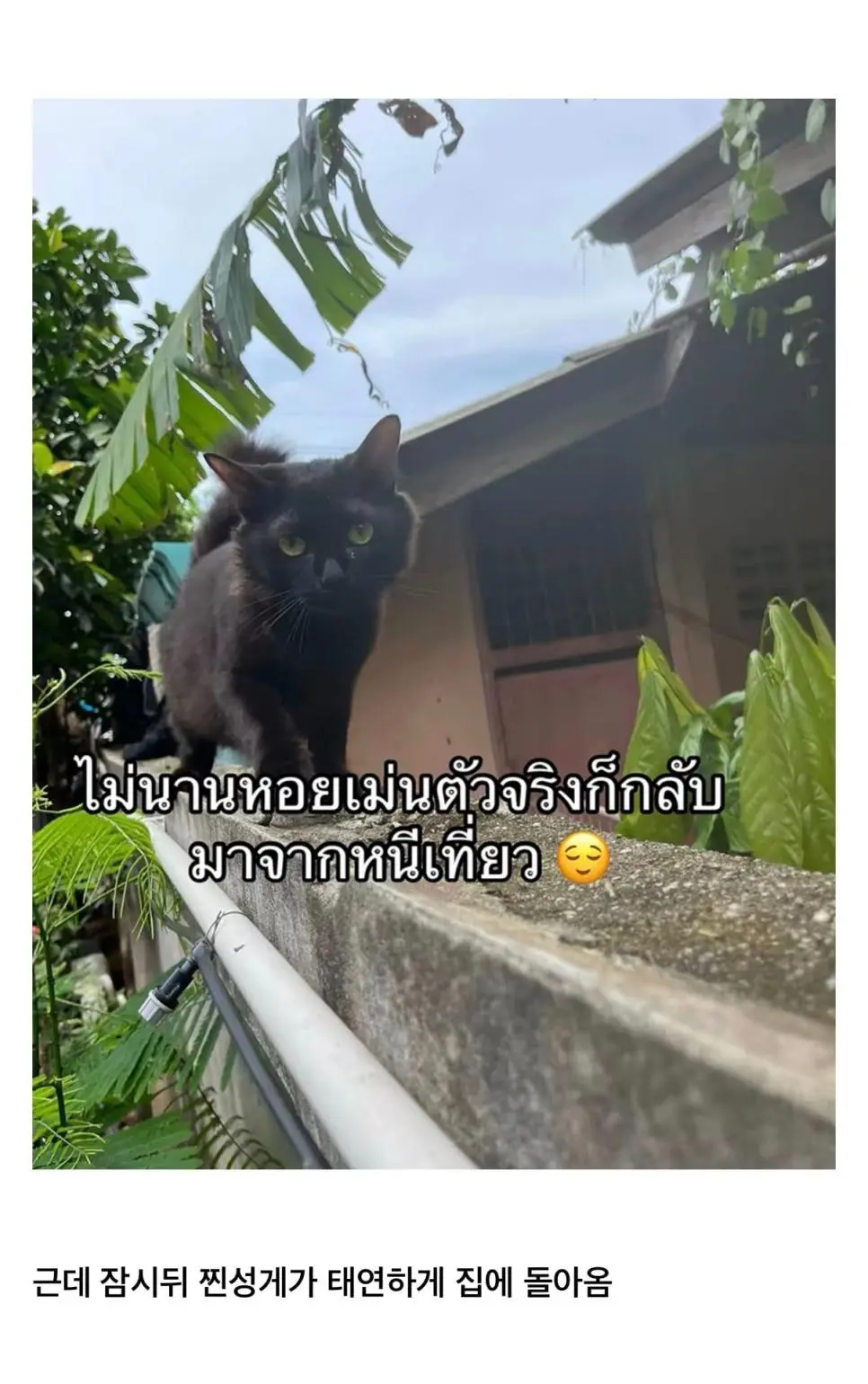 고양이를 잃어버렸는데 찾긴 찾았음 | mbong.kr 엠봉