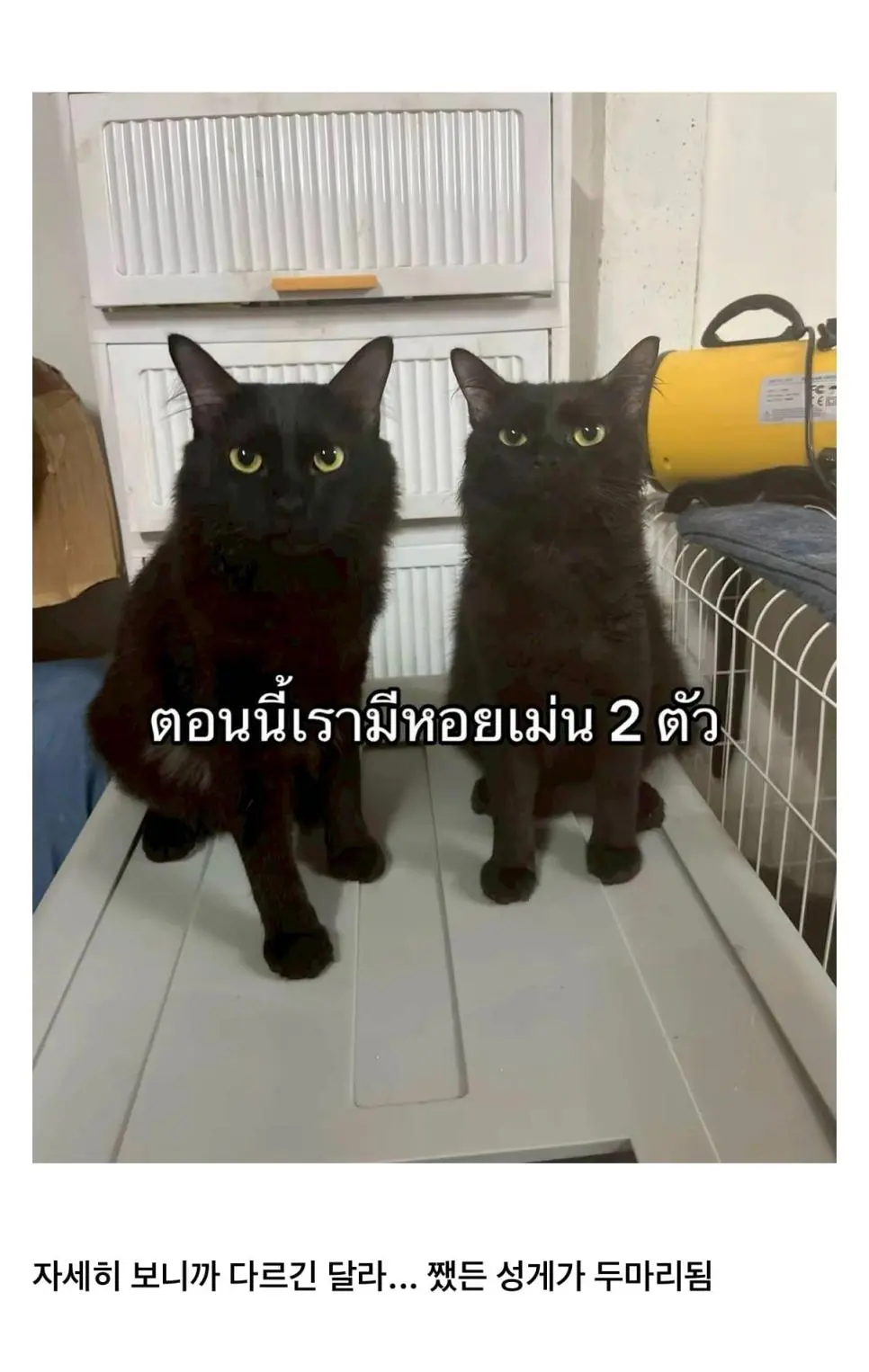 고양이를 잃어버렸는데 찾긴 찾았음 | mbong.kr 엠봉