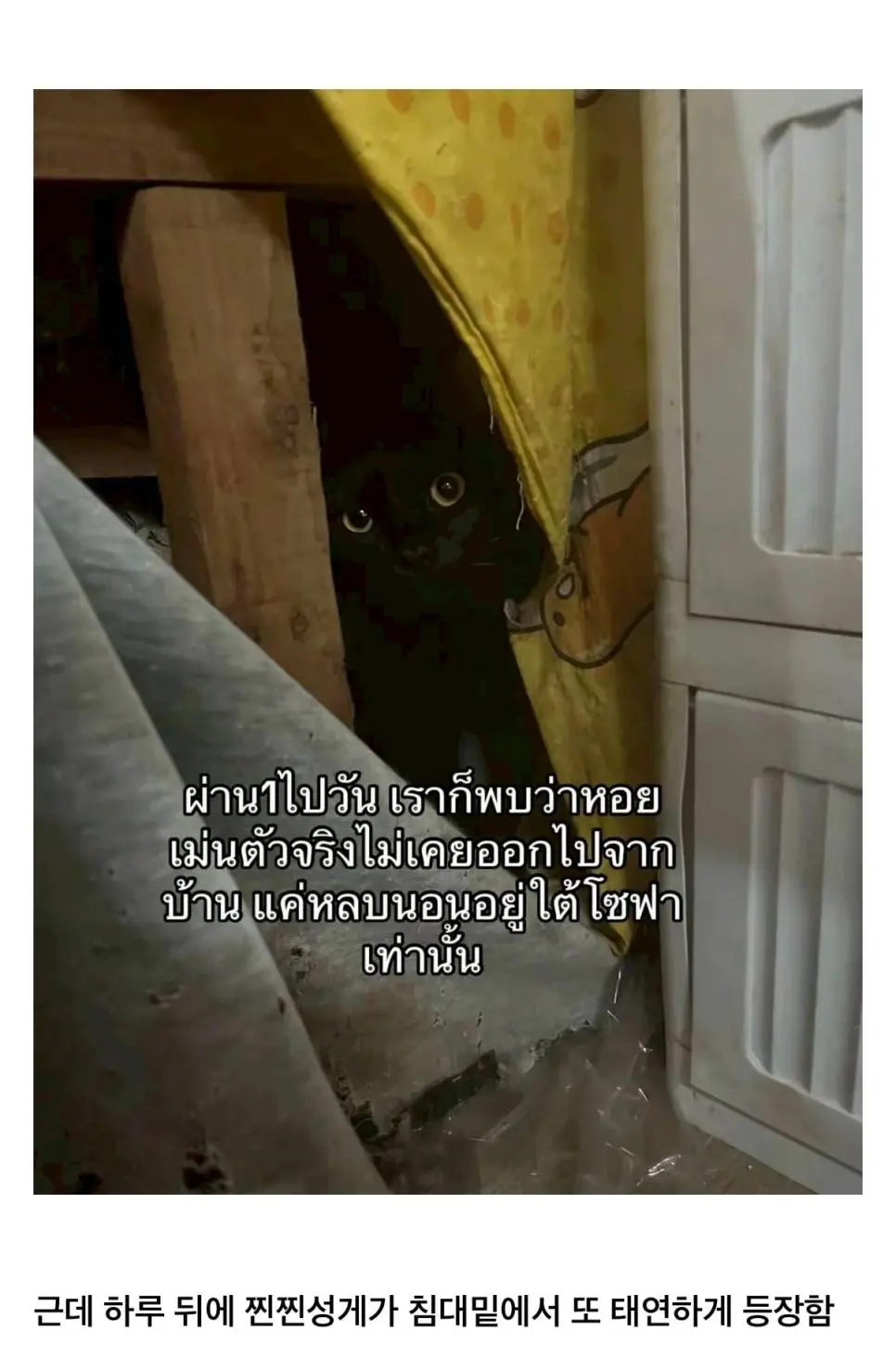 고양이를 잃어버렸는데 찾긴 찾았음 | mbong.kr 엠봉