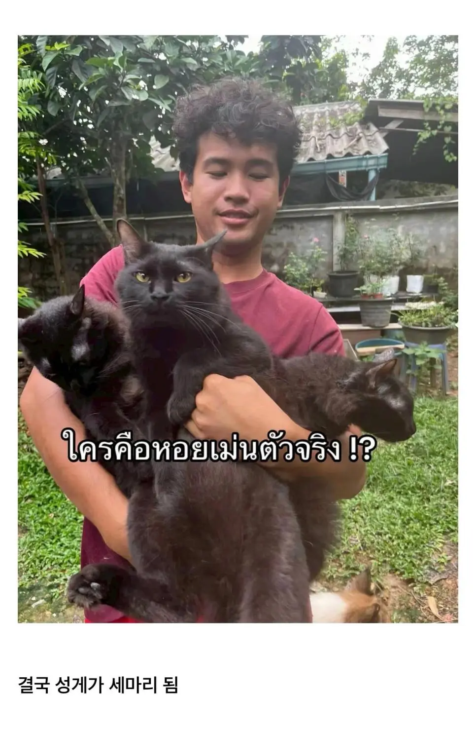 고양이를 잃어버렸는데 찾긴 찾았음 | mbong.kr 엠봉