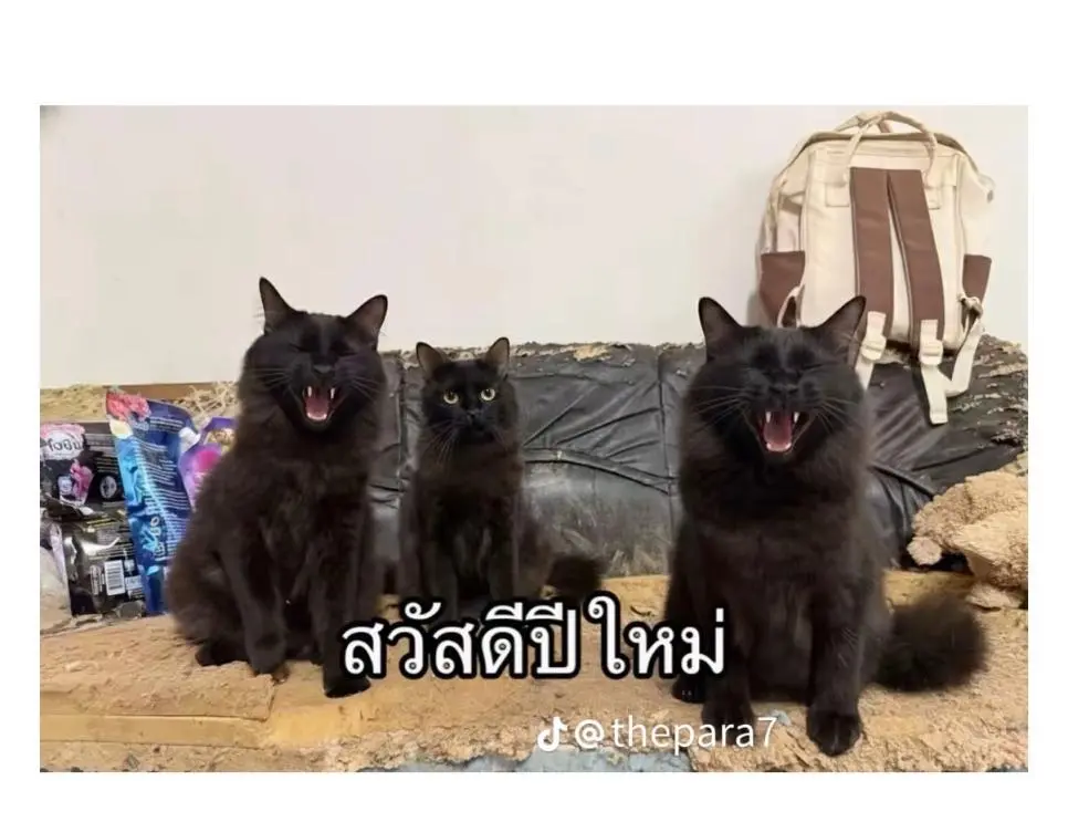 고양이를 잃어버렸는데 찾긴 찾았음 | mbong.kr 엠봉