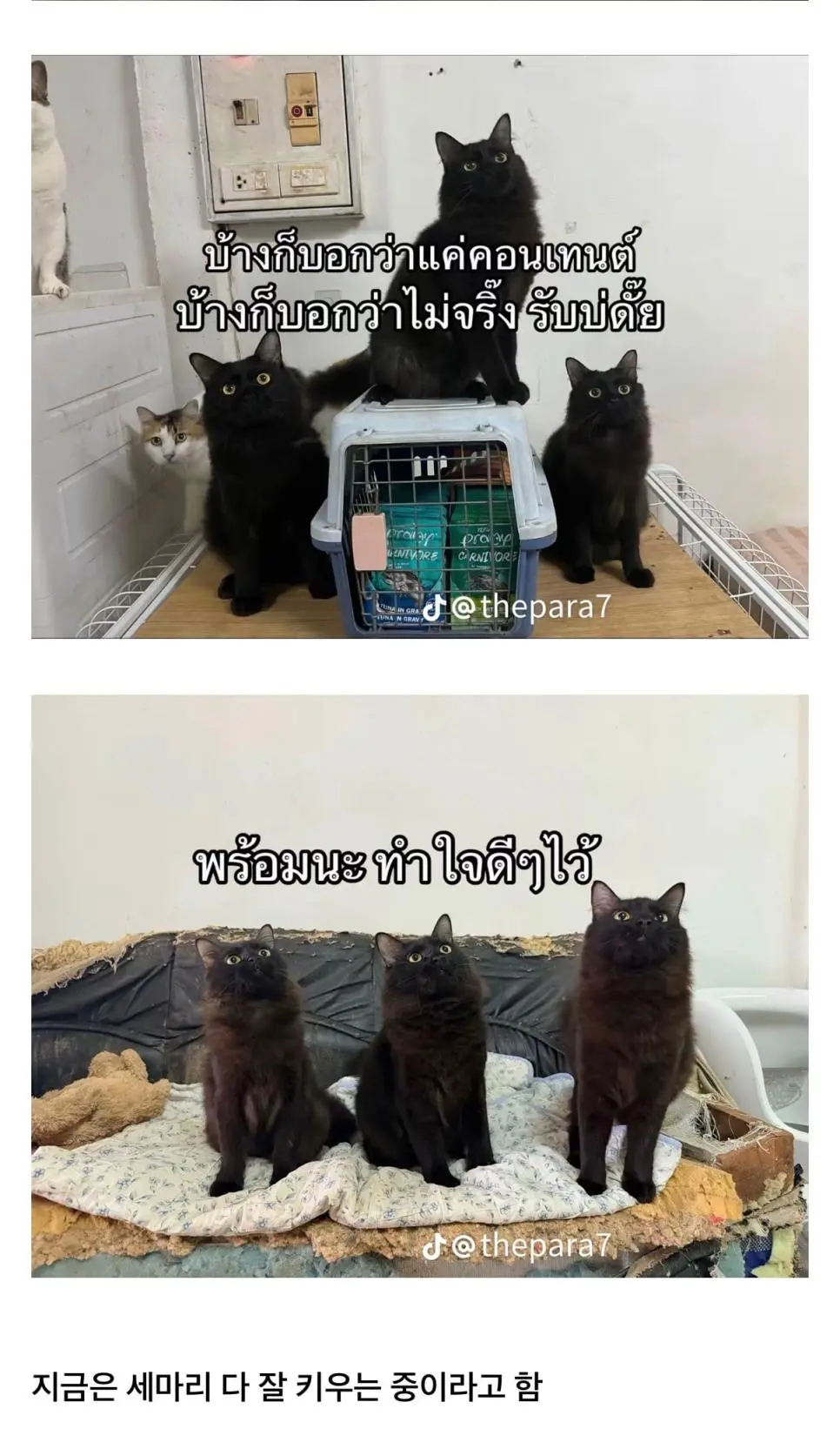 고양이를 잃어버렸는데 찾긴 찾았음 | mbong.kr 엠봉