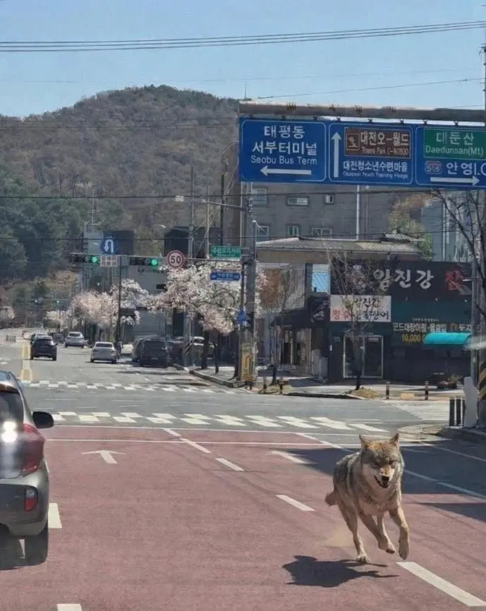 대전에 탈출한 늑대 진짠가요? | mbong.kr 엠봉