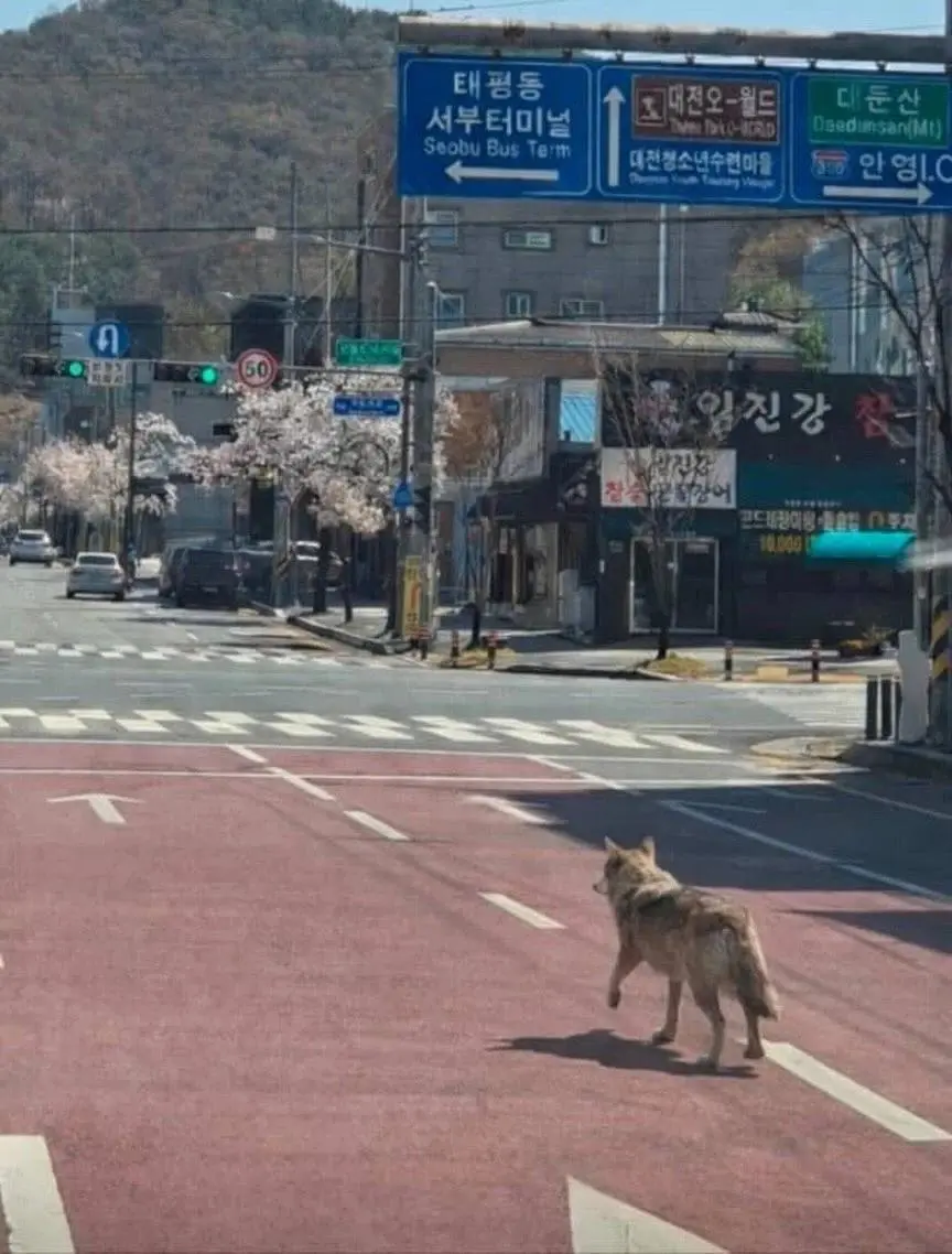 대전 늑대 근황.jpg | mbong.kr 엠봉
