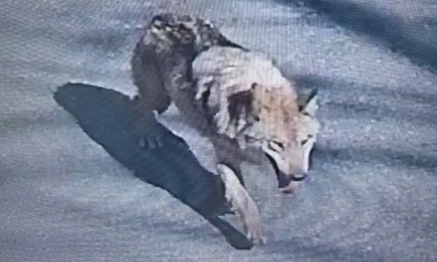 대전 탈출늑대 사진보는대 | mbong.kr 엠봉