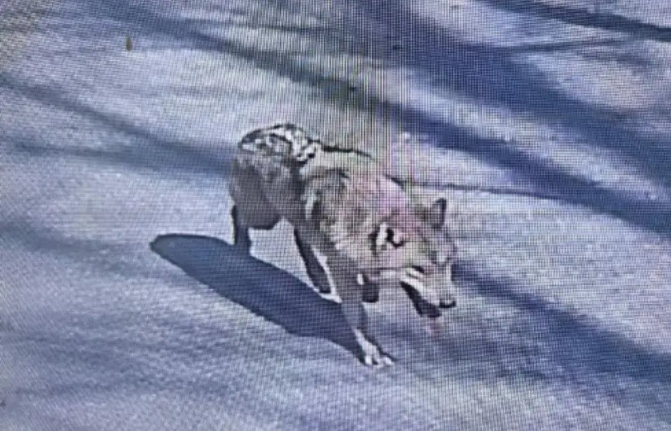 대전 탈출 늑대 탈출 경로 ㄷㄷ | mbong.kr 엠봉