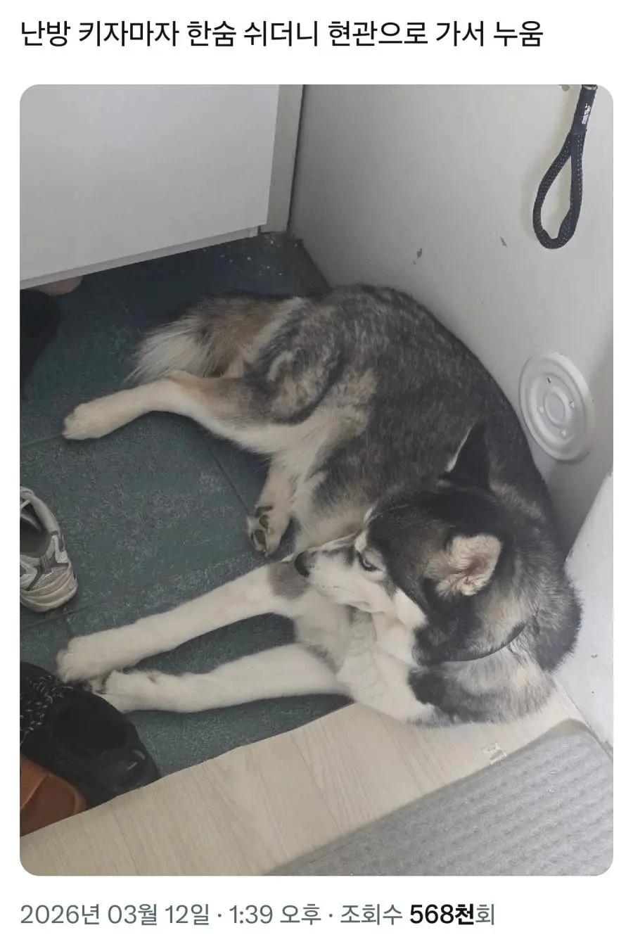 허스키:.....에휴 | mbong.kr 엠봉