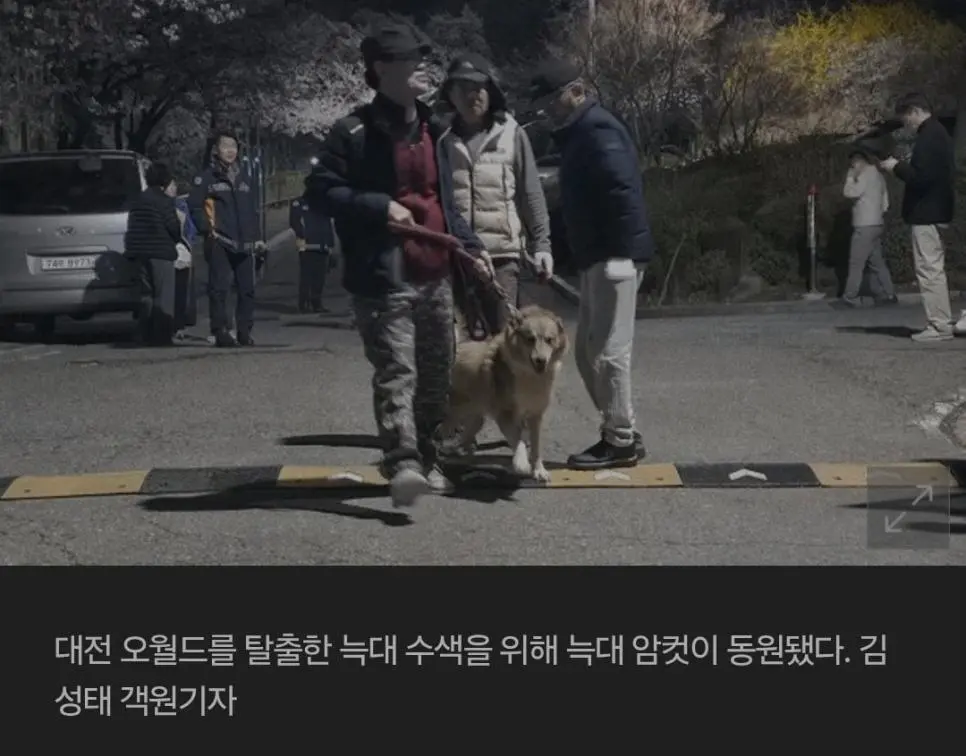 대전 오월드 탈출한 늑대 수색을 위해 암컷이 동원됐다고 함 | mbong.kr 엠봉