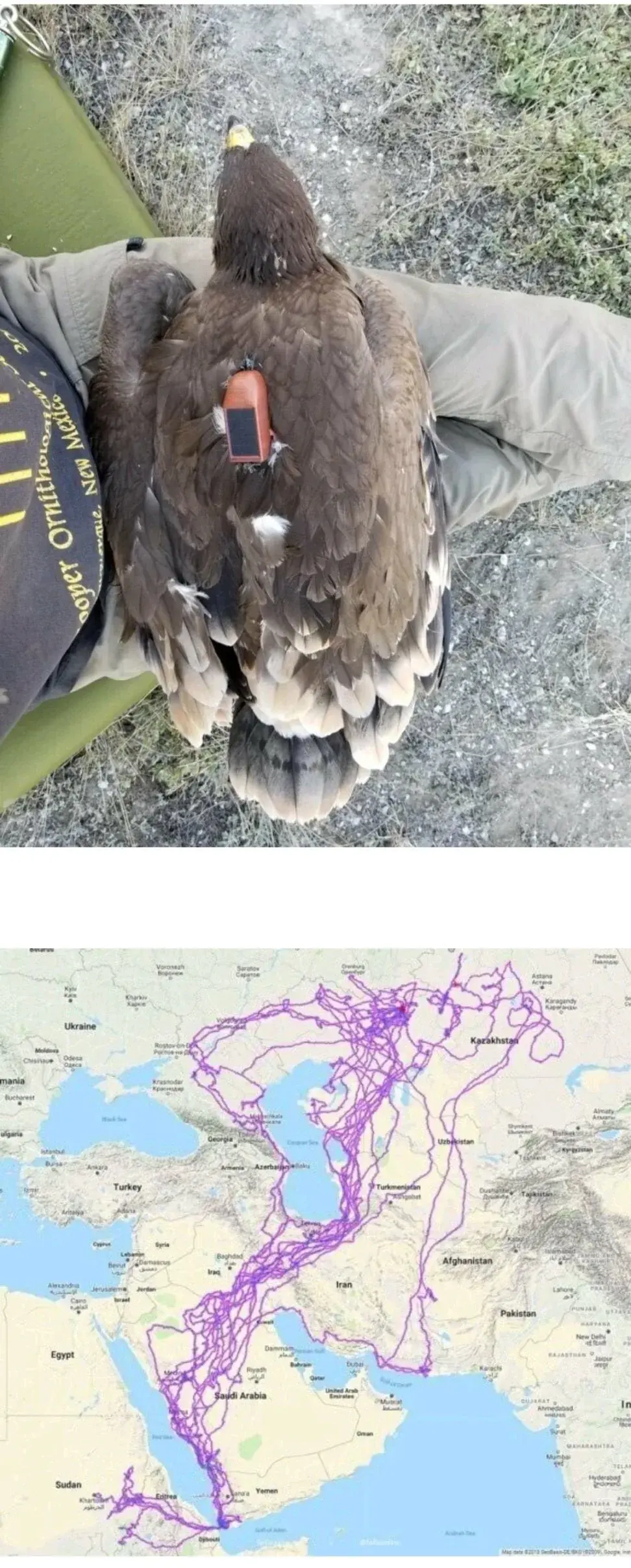 야생독수리한테 GPS붙인 결과 | mbong.kr 엠봉