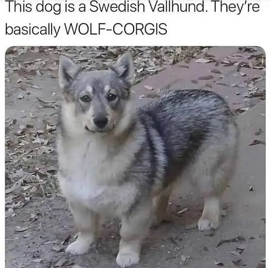 늑대와 웰시코기 사이에서 나온 울프독 | mbong.kr 엠봉