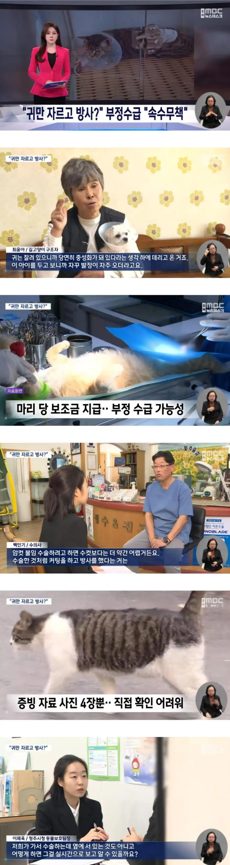 동물병원들이 길고양이로 돈버는 방법 | mbong.kr 엠봉