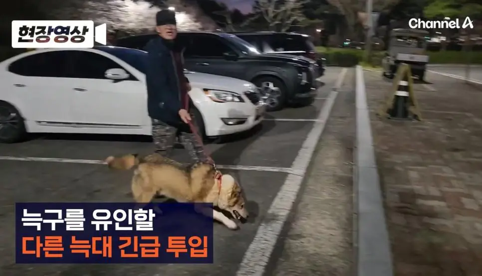 대전오월드 탈출한 늑구 찾으러 나온 암컷 늑대.gif | mbong.kr 엠봉