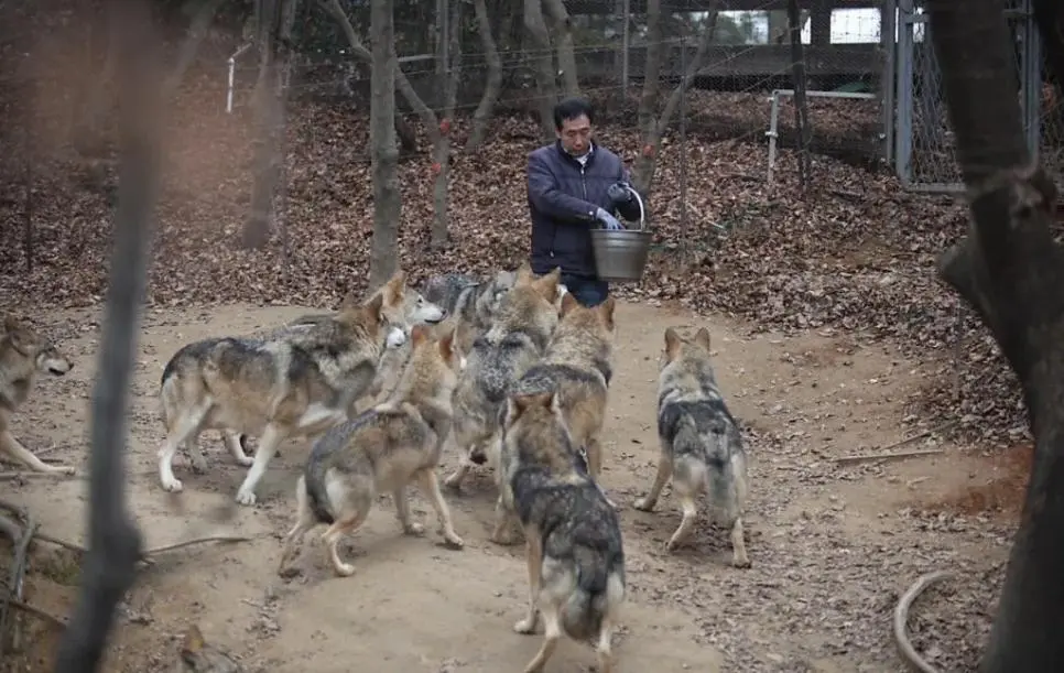 늑대 탈출 사건 일어난 오월드 평소 늑대 모습.jpg | mbong.kr 엠봉
