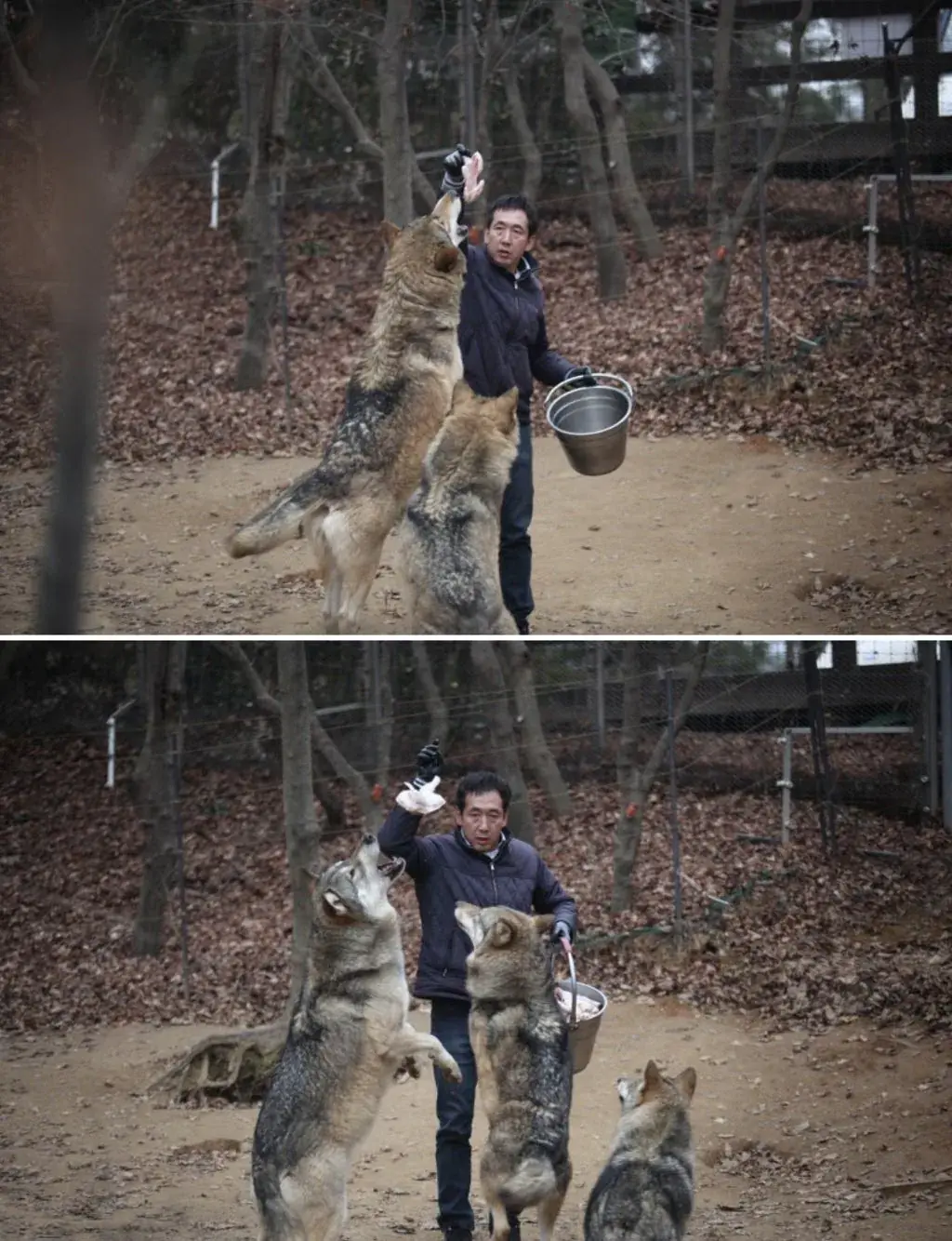 늑대 탈출 사건 일어난 오월드 평소 늑대 모습.jpg | mbong.kr 엠봉