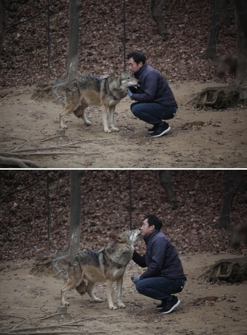 늑대 탈출 사건 일어난 오월드 평소 늑대 모습.jpg | mbong.kr 엠봉