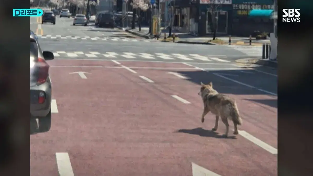 전부 AI 조작이었던 늑구 목격 사진 | mbong.kr 엠봉