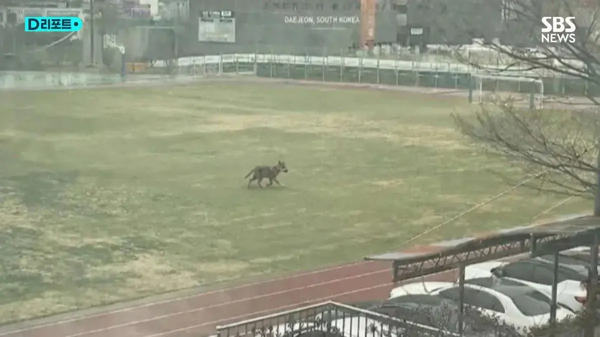 전부 AI 조작이었던 늑구 목격 사진 | mbong.kr 엠봉