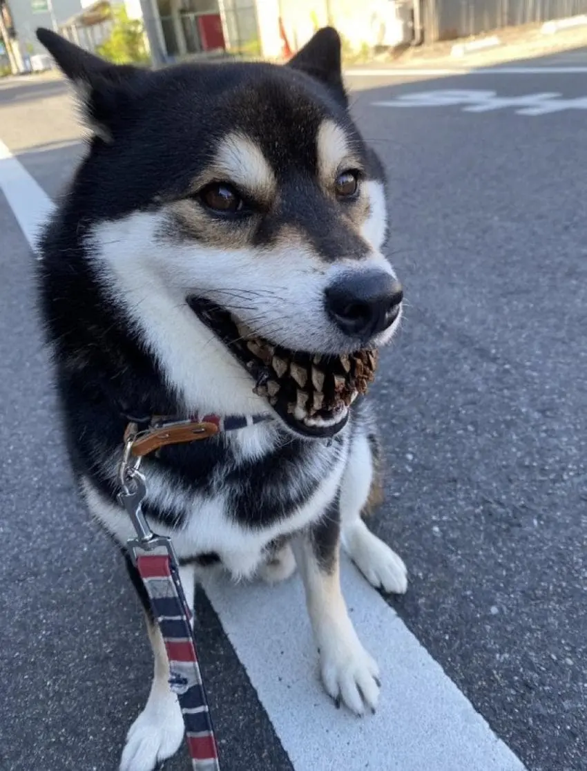 무서운 맹견..jpg | mbong.kr 엠봉