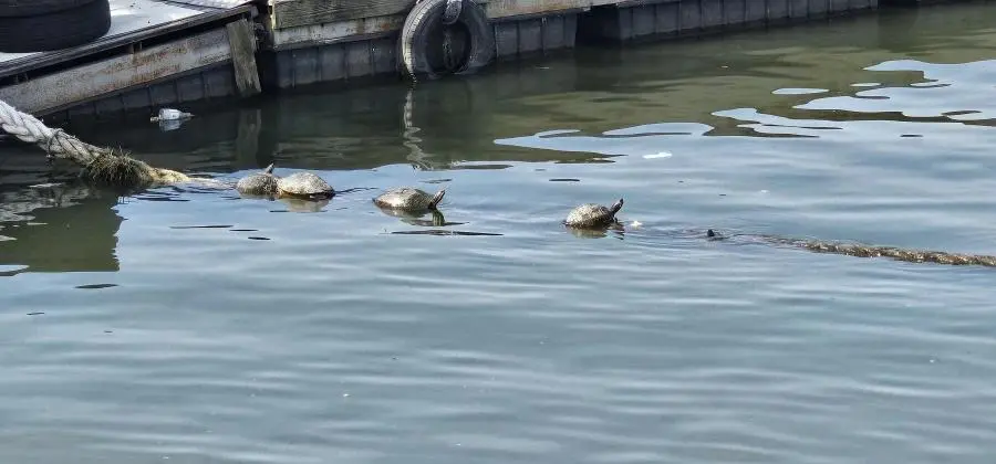 오늘 한강 근황 .jpg | mbong.kr 엠봉