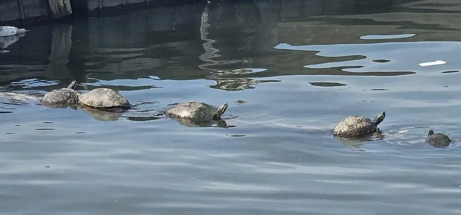 오늘 한강 근황 .jpg | mbong.kr 엠봉