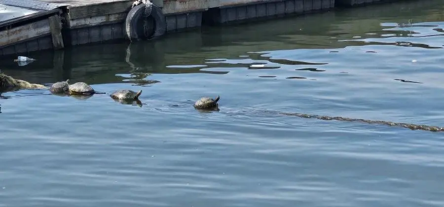 오늘 한강 근황 .jpg | mbong.kr 엠봉