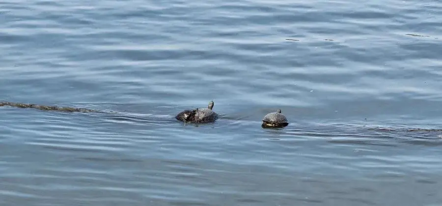 오늘 한강 근황 .jpg | mbong.kr 엠봉