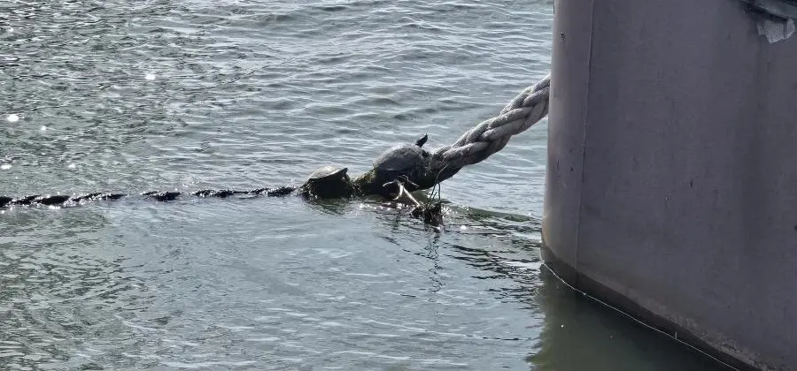 오늘 한강 근황 .jpg | mbong.kr 엠봉