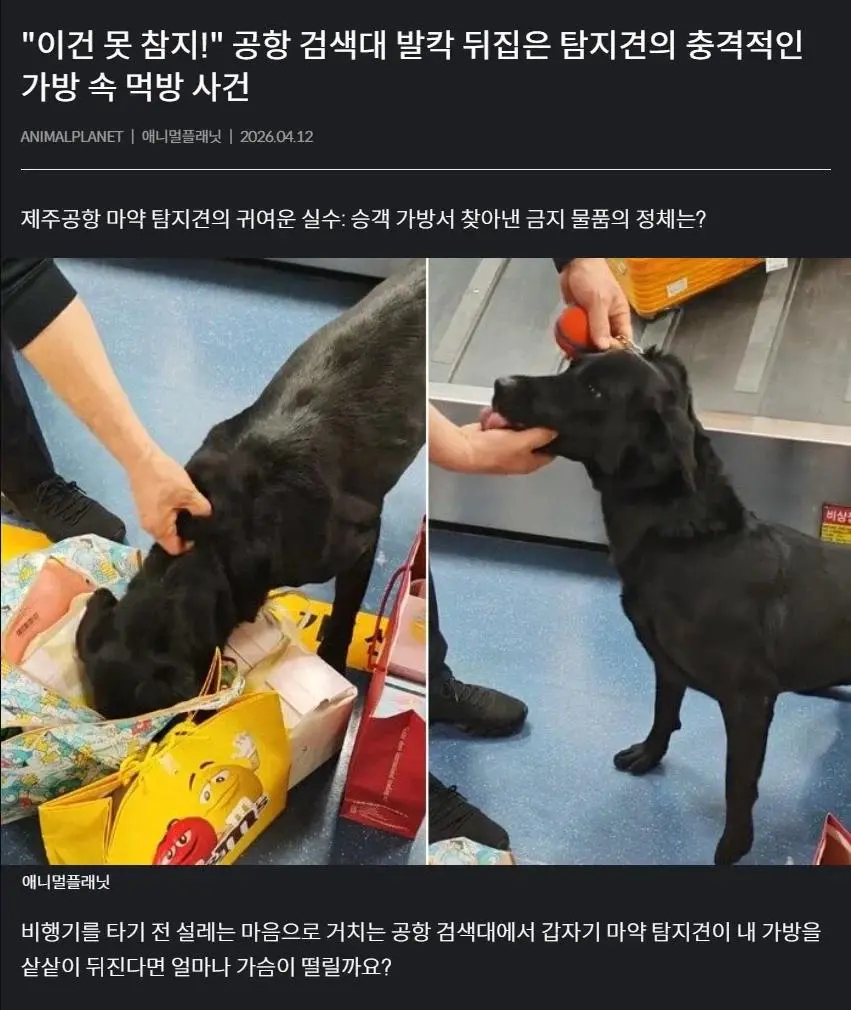 마약 탐지견 때문에 뒤집어진 제주 공항 | mbong.kr 엠봉
