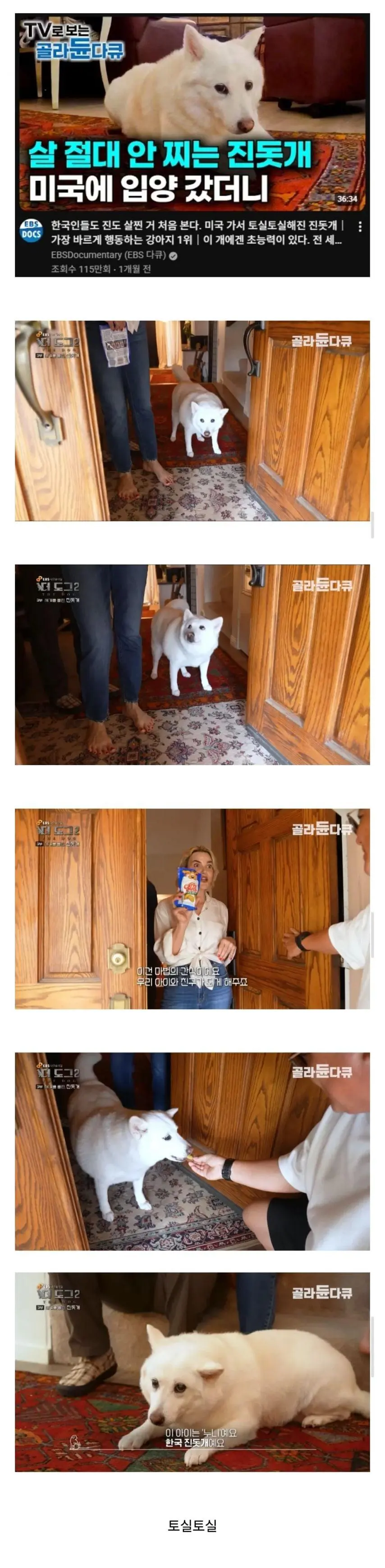 미국간 진돗개 근황 | mbong.kr 엠봉