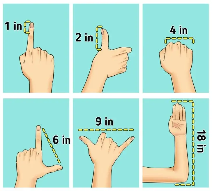 신체적으로 가장 완벽한 수치 | mbong.kr 엠봉
