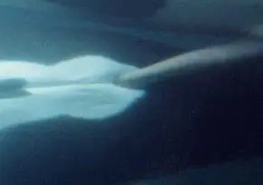 고래도 동성애를 할까? | mbong.kr 엠봉