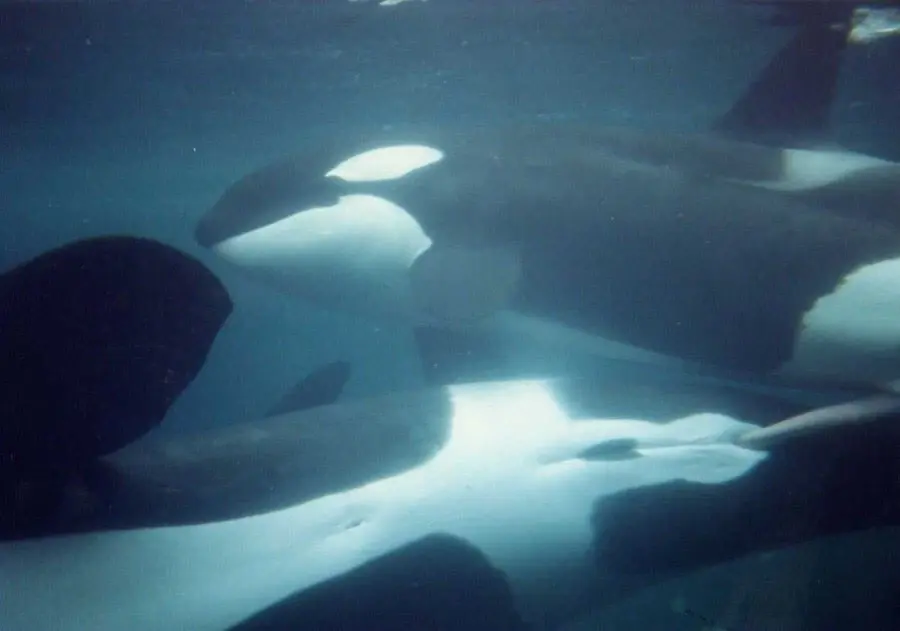 고래도 동성애를 할까? | mbong.kr 엠봉