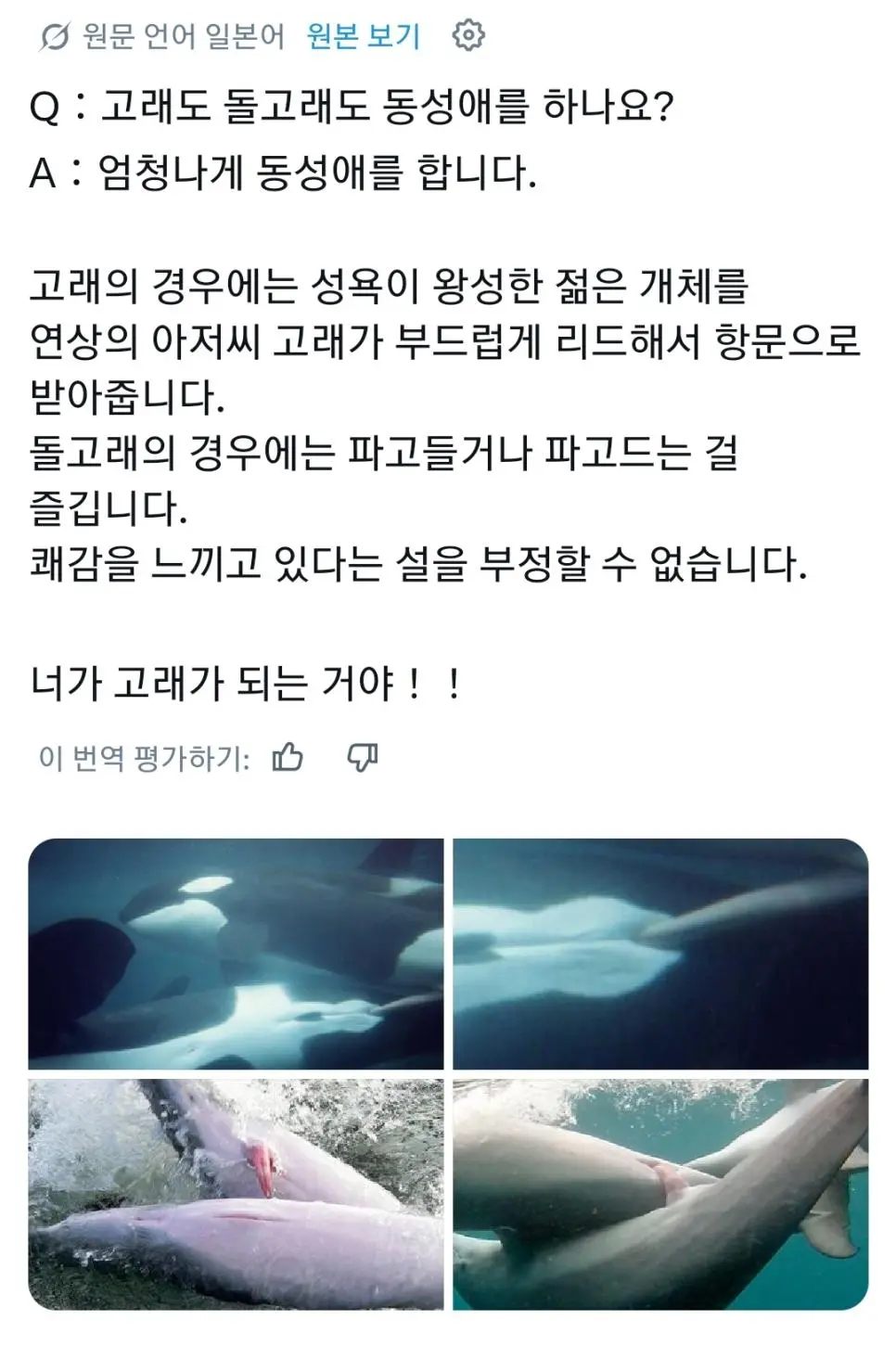 고래도 동성애를 할까? | mbong.kr 엠봉