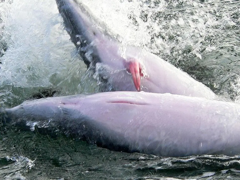 고래도 동성애를 할까? | mbong.kr 엠봉