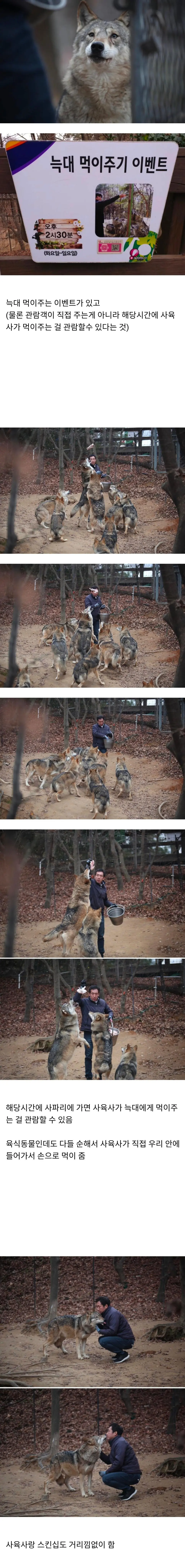 대전 오월드 늑대들 평소 모습 | mbong.kr 엠봉