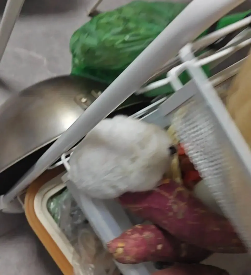 매일 밤 고구마를 몰래 훔쳐 먹던 범인의 얼굴 | mbong.kr 엠봉