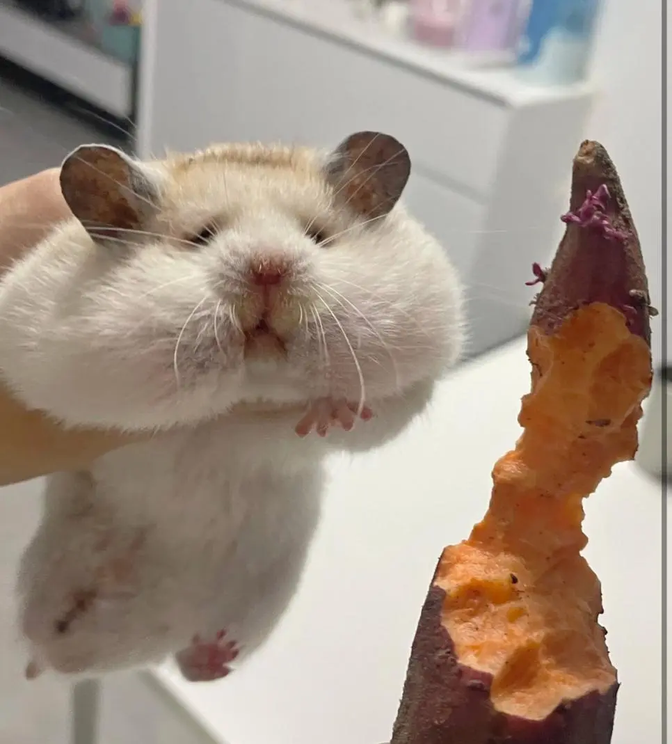 매일 밤 고구마를 몰래 훔쳐 먹던 범인의 얼굴 | mbong.kr 엠봉