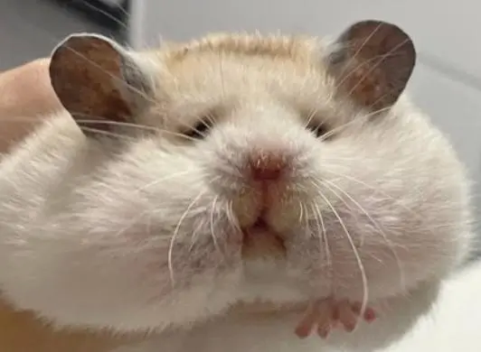 매일 밤 고구마를 몰래 훔쳐 먹던 범인의 얼굴 | mbong.kr 엠봉