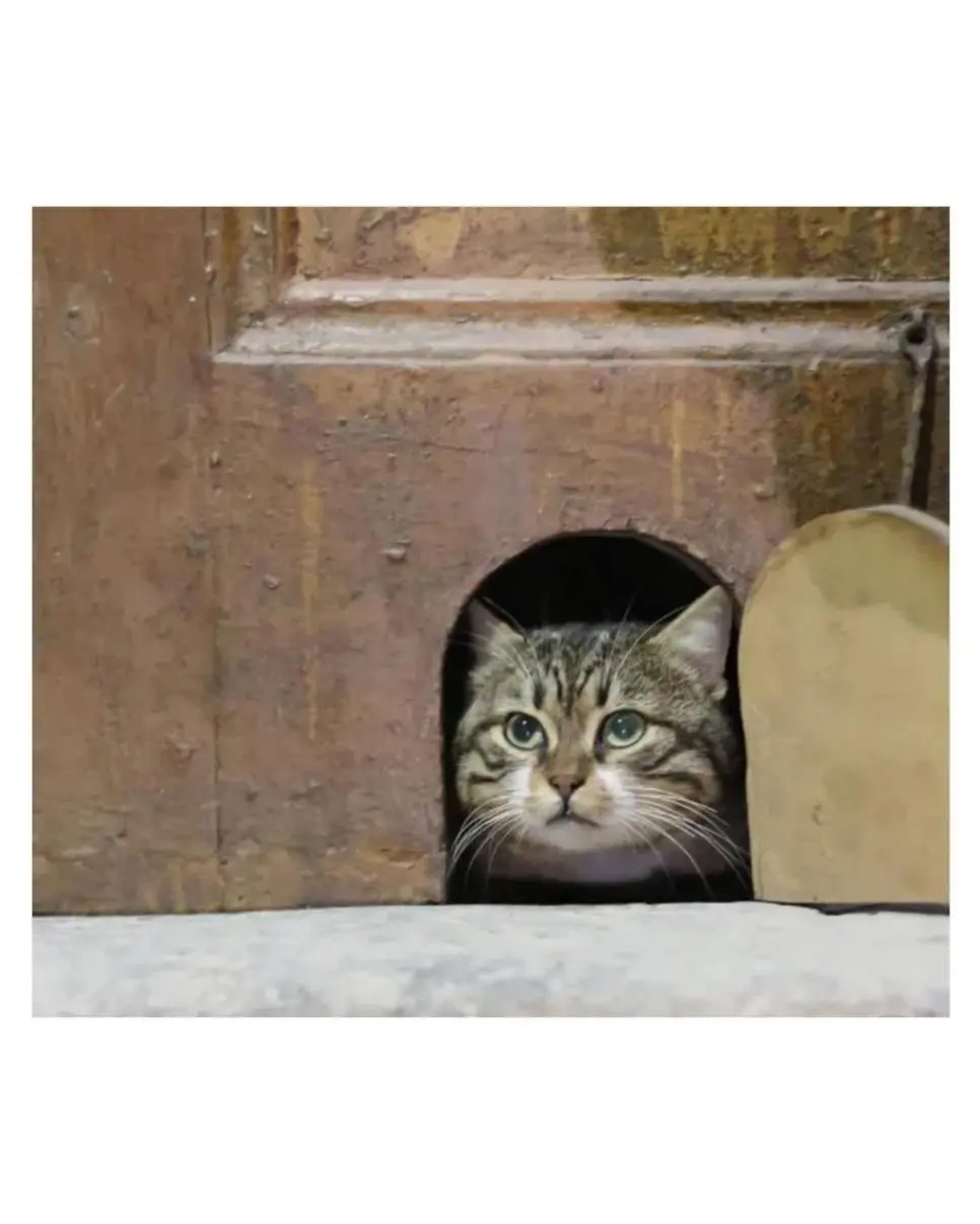 튀르키예 궁전에서 복원한 기능 | mbong.kr 엠봉