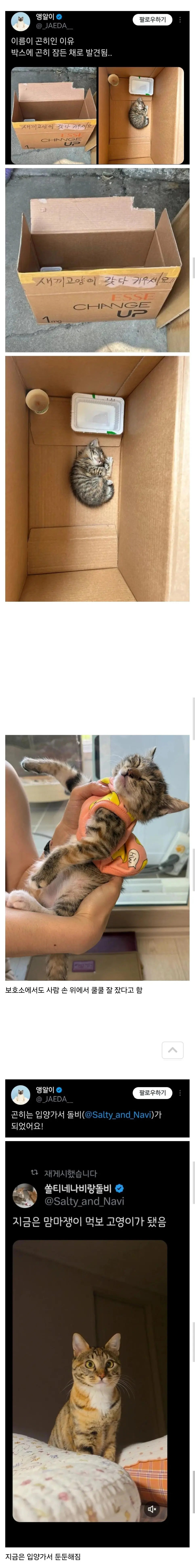 고양이 이름이 '곤히'인 이유.cat | mbong.kr 엠봉