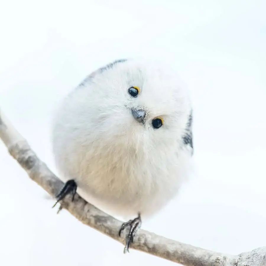 레딧서 핫한 사진 몇장 | mbong.kr 엠봉