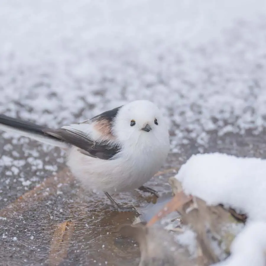 레딧서 핫한 사진 몇장 | mbong.kr 엠봉