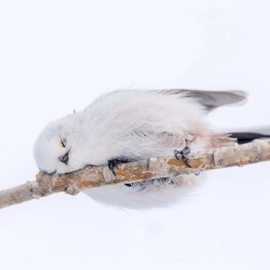 레딧서 핫한 사진 몇장 | mbong.kr 엠봉