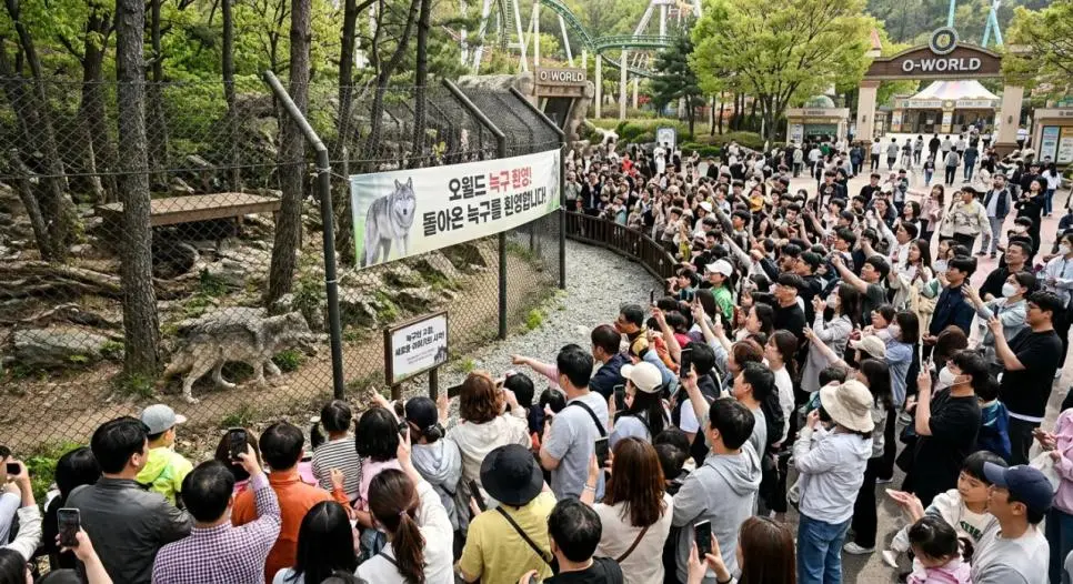 늑구 돌아온 대전 오월드 풍경 예상 | mbong.kr 엠봉