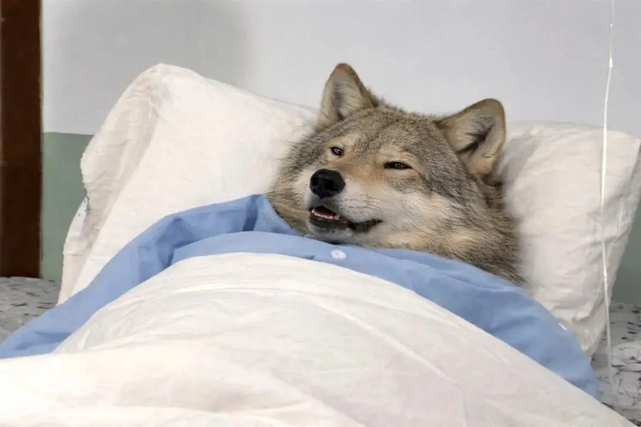 늑구씨 정신이 드십니까? | mbong.kr 엠봉