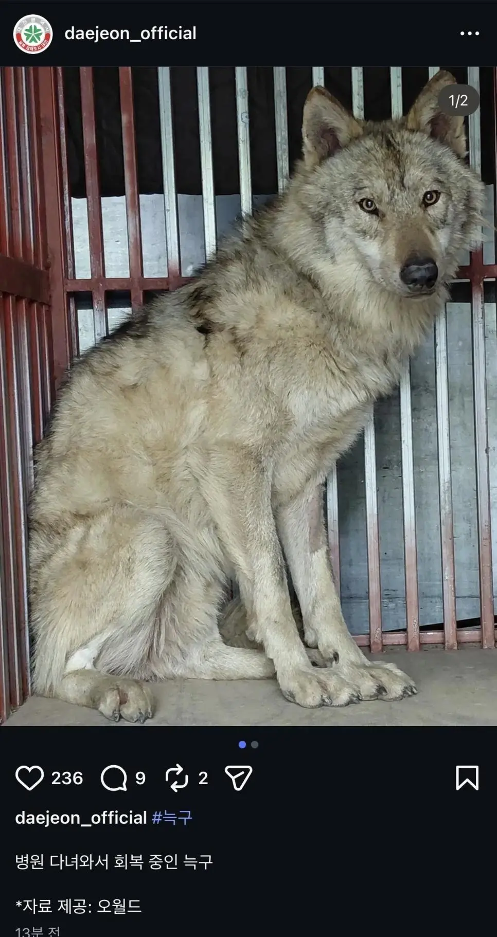 병원 다녀온 늑구 최신 근황 | mbong.kr 엠봉