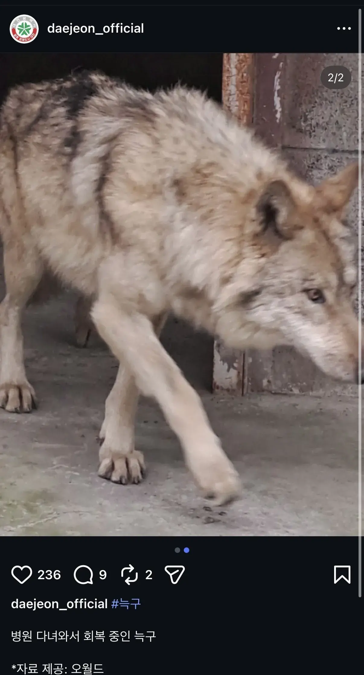 병원 다녀온 늑구 최신 근황 | mbong.kr 엠봉