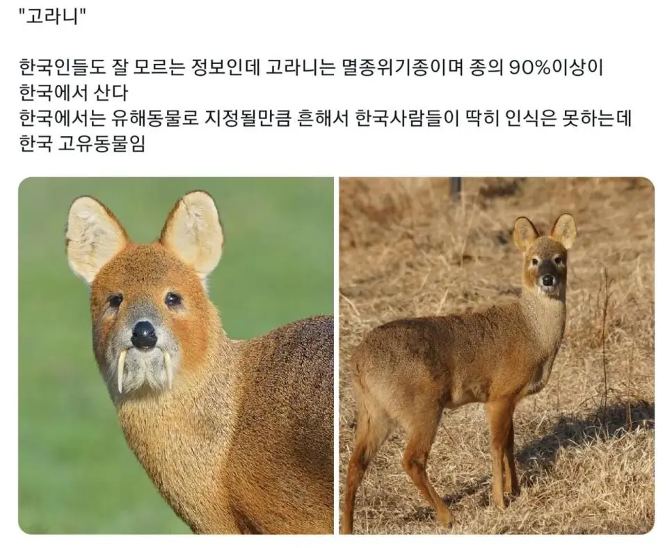 한국에만 사는 동물을 보고 감탄하는 일본인들 | mbong.kr 엠봉